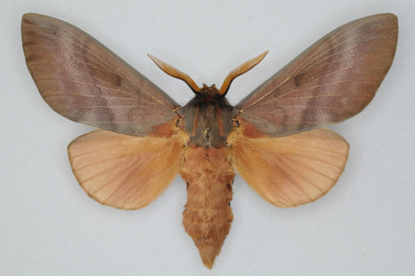 /filer/webapps/moths/media/images/R/robusta_Gonometa_AM_Ihle_01.jpg