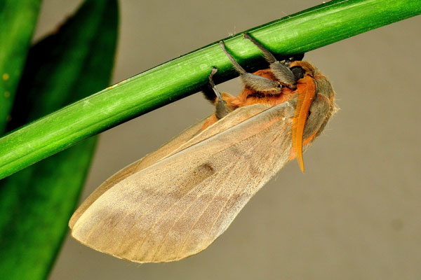/filer/webapps/moths/media/images/R/robusta_Gonometa_AM_Ihle_02.jpg