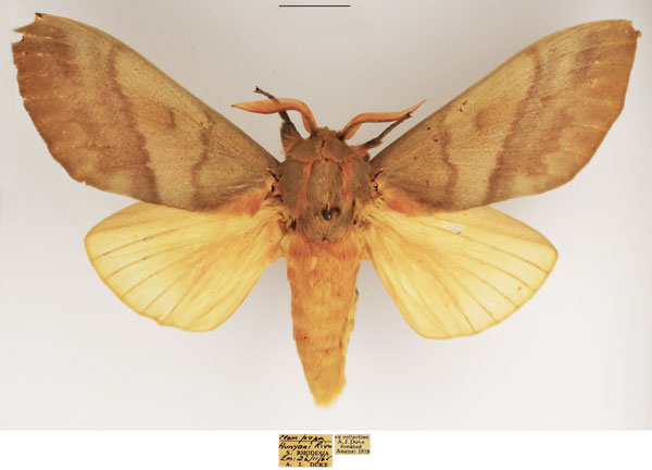 /filer/webapps/moths/media/images/R/robusta_Gonometa_AM_TMSA_01.jpg