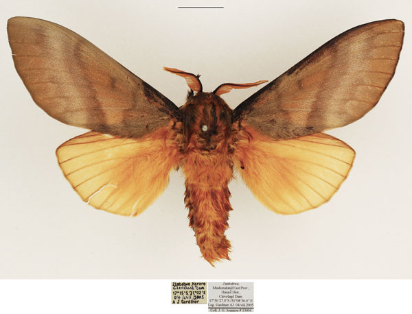 /filer/webapps/moths/media/images/R/robusta_Gonometa_AM_TMSA_02.jpg