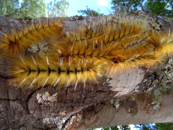 /filer/webapps/moths/media/images/R/robusta_Gonometa_C_Wursten.jpg