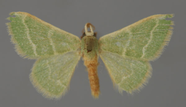 /filer/webapps/moths/media/images/R/robusta_Hemidromodes_A_ZSM_01.jpg