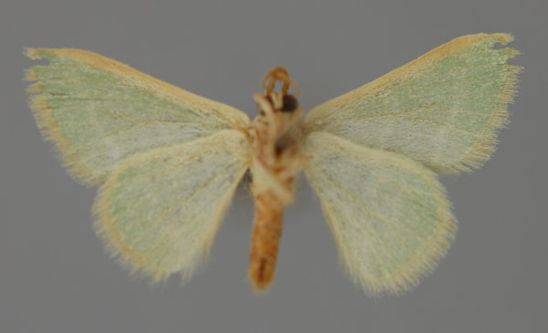 /filer/webapps/moths/media/images/R/robusta_Hemidromodes_A_ZSM_02.jpg