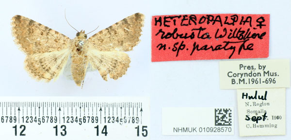 /filer/webapps/moths/media/images/R/robusta_Heteropalpia_PT_BMNH.jpg