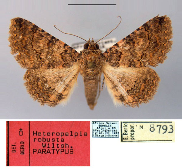 /filer/webapps/moths/media/images/R/robusta_Heteropalpia_PT_MSNM.jpg