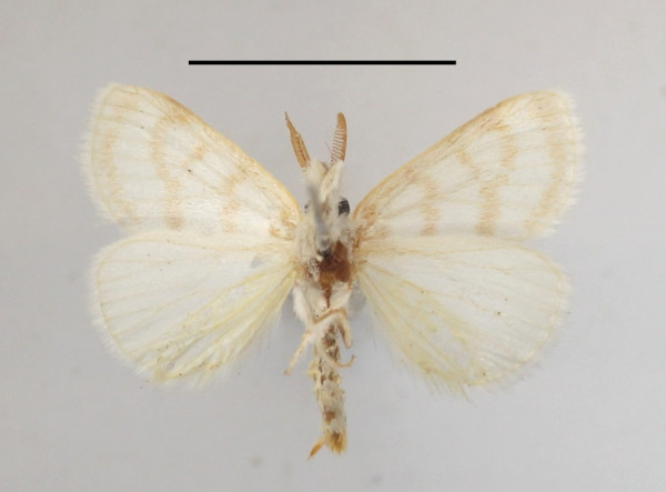 /filer/webapps/moths/media/images/R/robusta_Lacipa_AM_MGCLb_01.JPG