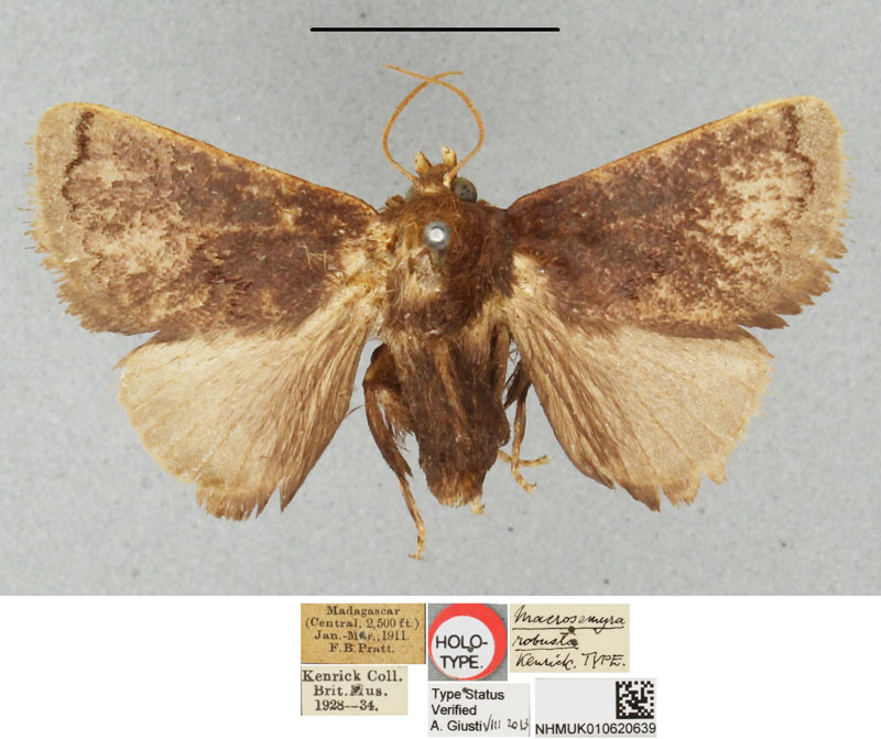 /filer/webapps/moths/media/images/R/robusta_Macrosemyra_HT_BMNH.jpg