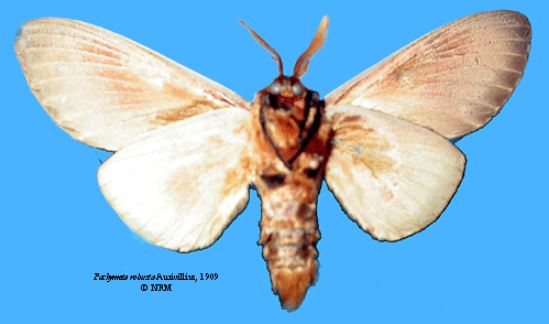 /filer/webapps/moths/media/images/R/robusta_Pachymeta_HT_SNHMb.JPG
