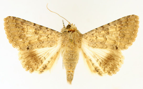 /filer/webapps/moths/media/images/R/robusta_Pandesma_AF_TMSA_02.jpg