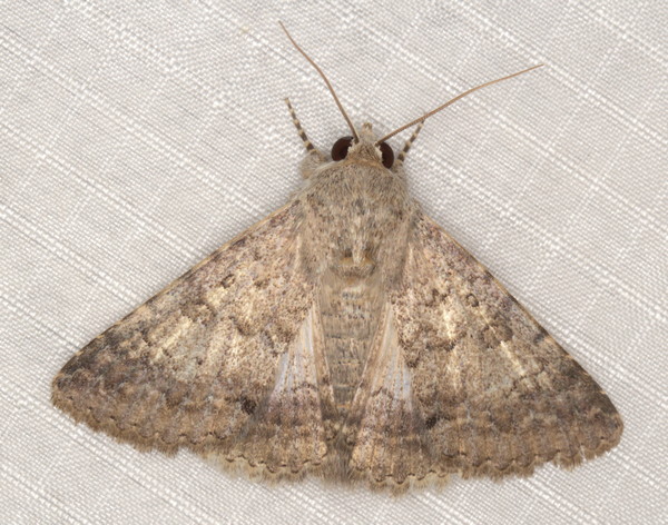 /filer/webapps/moths/media/images/R/robusta_Pandesma_A_Heyns_01.jpg