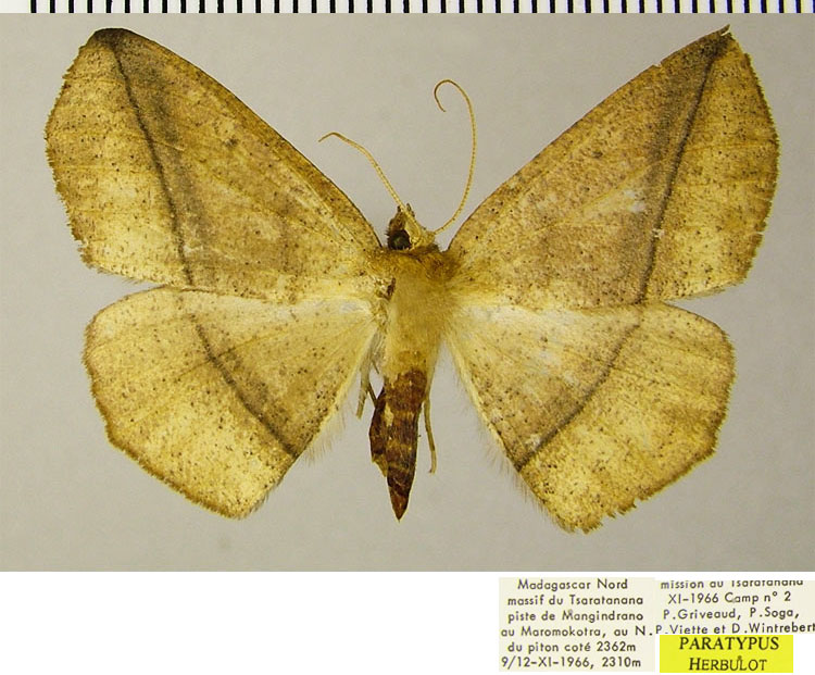 /filer/webapps/moths/media/images/R/robusta_Psilocerea_PTF_ZSM.jpg