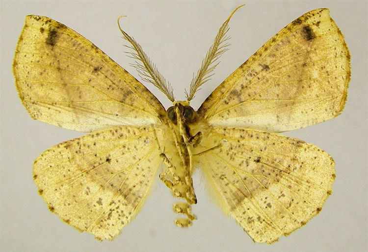 /filer/webapps/moths/media/images/R/robusta_Psilocerea_PTM_ZSMb.jpg