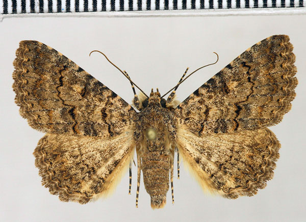 /filer/webapps/moths/media/images/R/robusta_Rhabdophera_AM_Fiebig.jpg