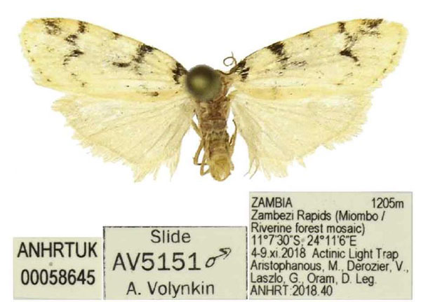/filer/webapps/moths/media/images/R/robusta_Siccia_HT_ANHRT.jpg