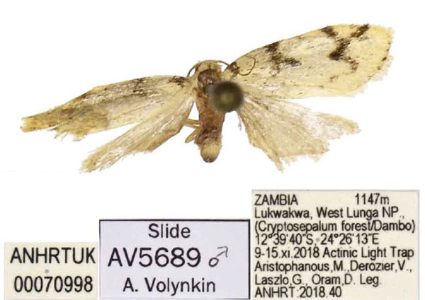 /filer/webapps/moths/media/images/R/robusta_Siccia_PTF_ANHRT.jpg