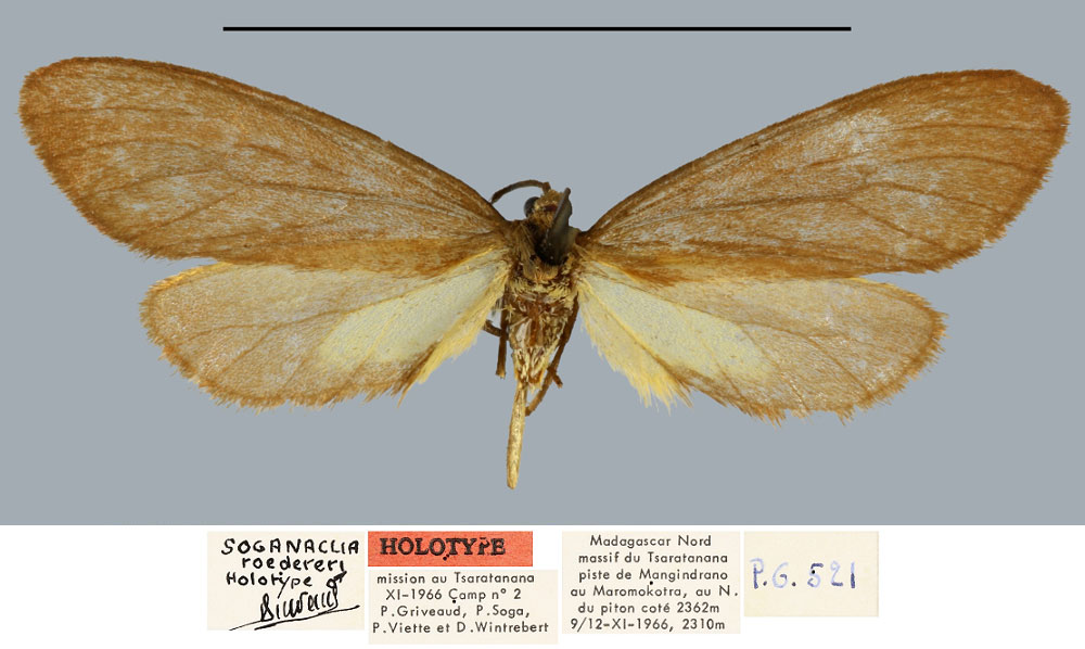 /filer/webapps/moths/media/images/R/roedereri_Soganaclia_HT_MNHN.jpg