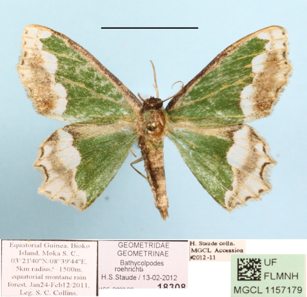 /filer/webapps/moths/media/images/R/roehrichti_Bathycolpodes_A_MGCLa_01.JPG