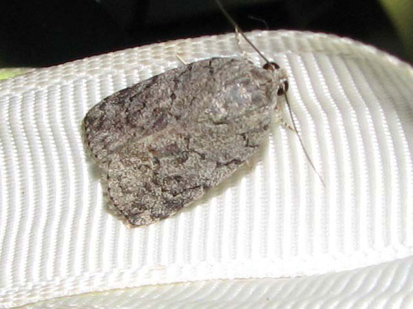 /filer/webapps/moths/media/images/R/roeselioides_Pardasena_A_Goff.jpg