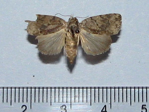 /filer/webapps/moths/media/images/R/roeselioides_Pardasena_A_Goff_02.jpg