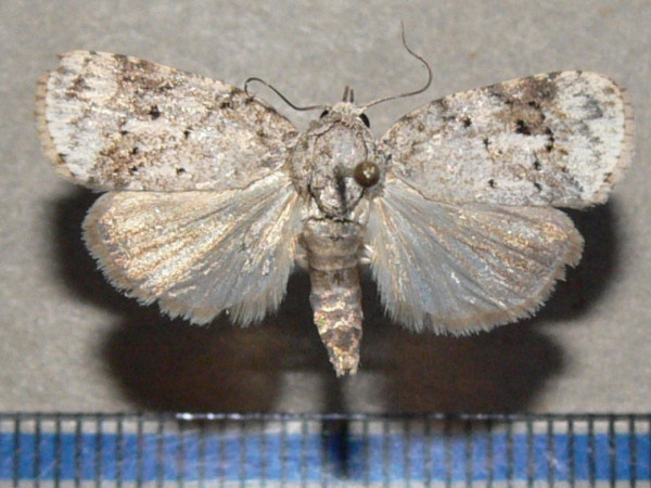 /filer/webapps/moths/media/images/R/roeselioides_Pardasena_A_Goffa_01.jpg