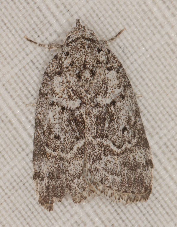 /filer/webapps/moths/media/images/R/roeselioides_Pardasena_A_Heyns_02.jpg