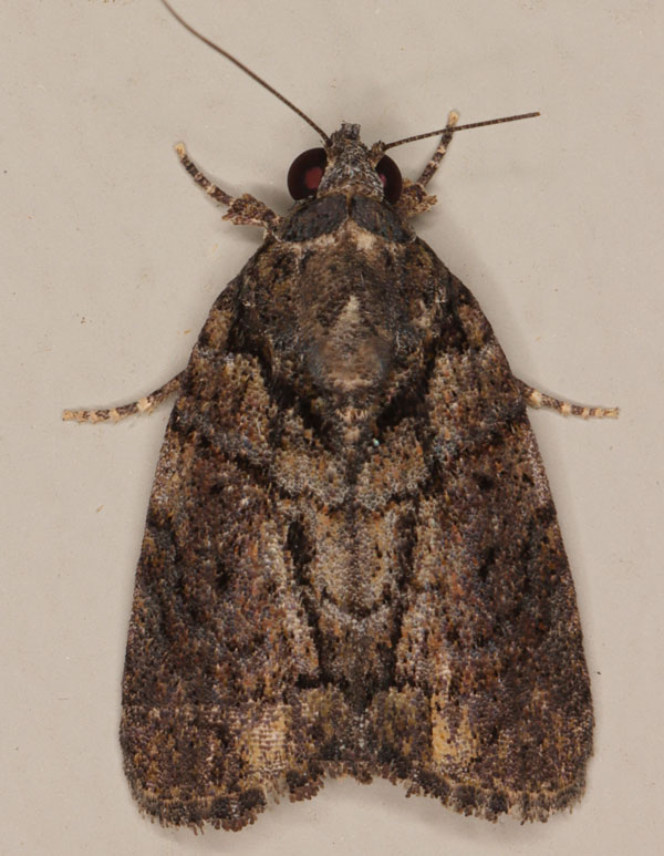 /filer/webapps/moths/media/images/R/roeselioides_Pardasena_A_Heyns_03.jpg