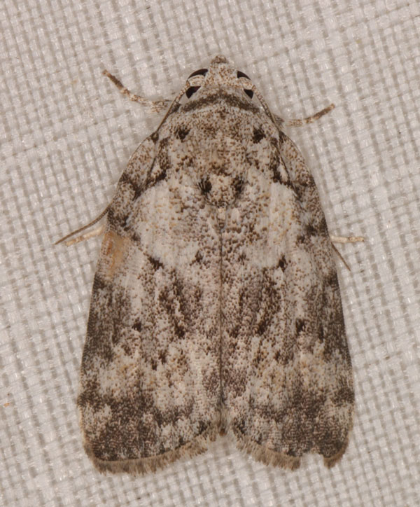 /filer/webapps/moths/media/images/R/roeselioides_Pardasena_A_Heyns_04.jpg