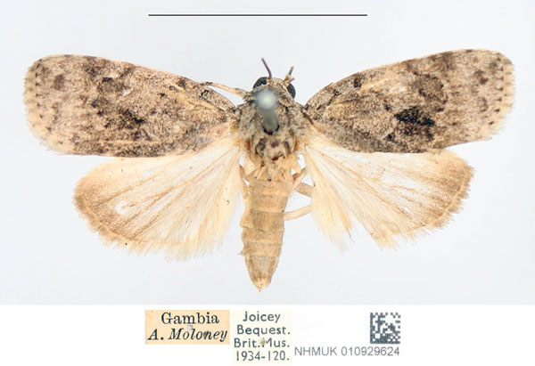 /filer/webapps/moths/media/images/R/roeselioides_Pardasena_A_NHMUK.jpg