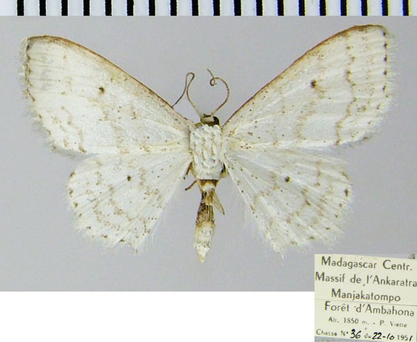 /filer/webapps/moths/media/images/R/roezaria_Scopula_AF_ZSM.jpg