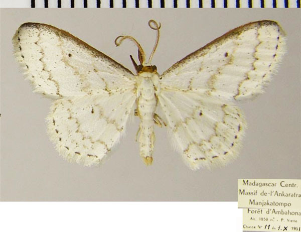 /filer/webapps/moths/media/images/R/roezaria_Scopula_AM_ZSMa.jpg