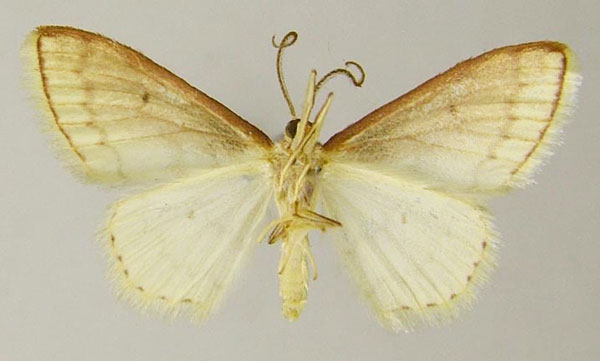 /filer/webapps/moths/media/images/R/roezaria_Scopula_AM_ZSMb.jpg