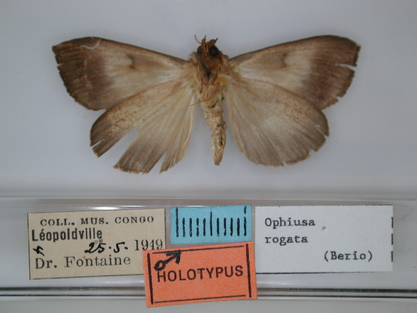 /filer/webapps/moths/media/images/R/rogata_Ophiusa_HT_RMCA_02.jpg