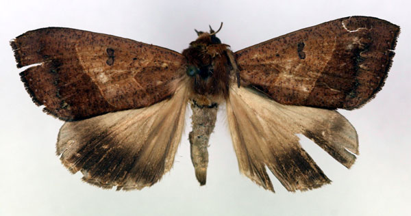 /filer/webapps/moths/media/images/R/rogata_Ophiusa_HT_RMCA_03.jpg