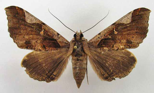 /filer/webapps/moths/media/images/R/rogator_Rougeotiana_AF_Legrain.jpg