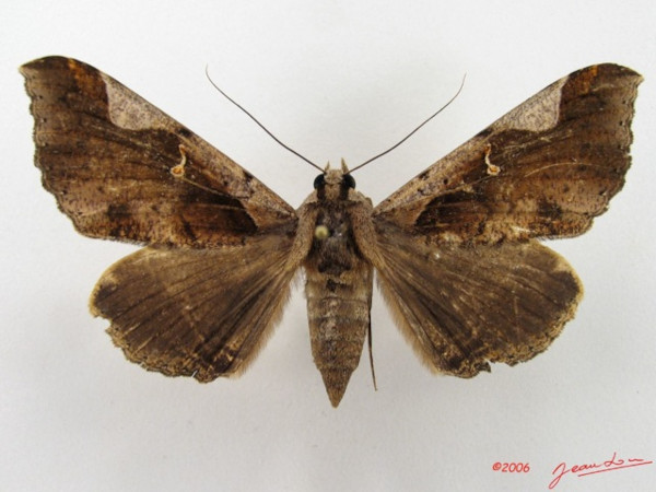 /filer/webapps/moths/media/images/R/rogator_Rougeotiana_A_Alberta_01.jpg