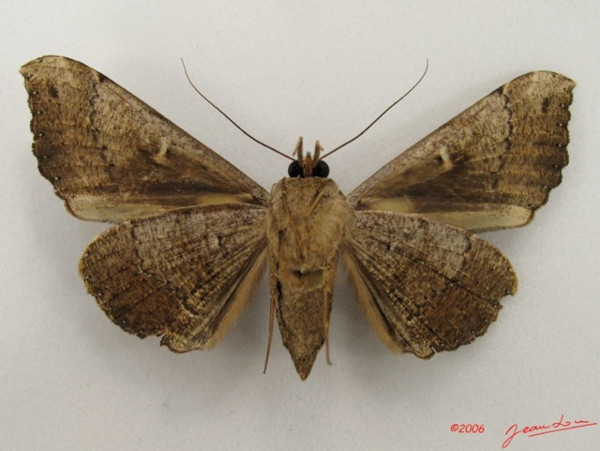 /filer/webapps/moths/media/images/R/rogator_Rougeotiana_A_Albertb_01.jpg