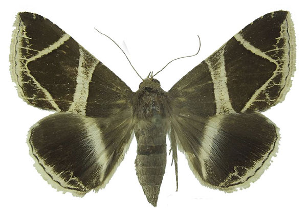 /filer/webapps/moths/media/images/R/rogenhoferi_Dysgonia_AF_Sevena.jpg