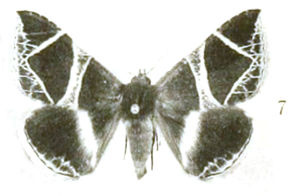 /filer/webapps/moths/media/images/R/rogenhoferi_Dysgonia_AM_John_18-7.jpg