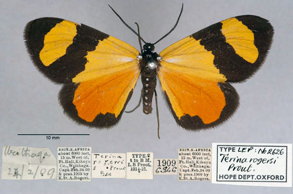 /filer/webapps/moths/media/images/R/rogersi_Terina_HT_OUMNH_01.jpg