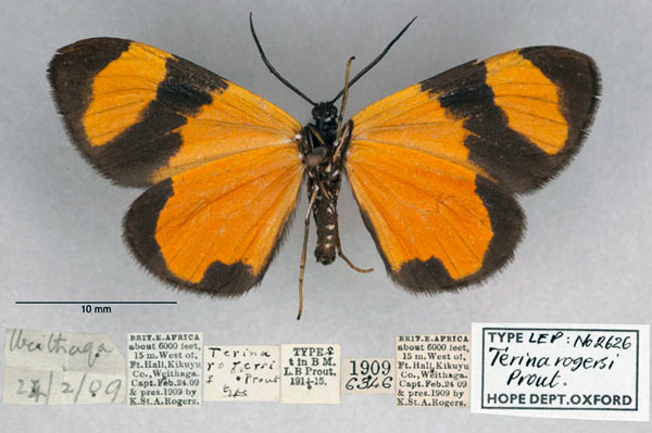 /filer/webapps/moths/media/images/R/rogersi_Terina_HT_OUMNH_02.jpg
