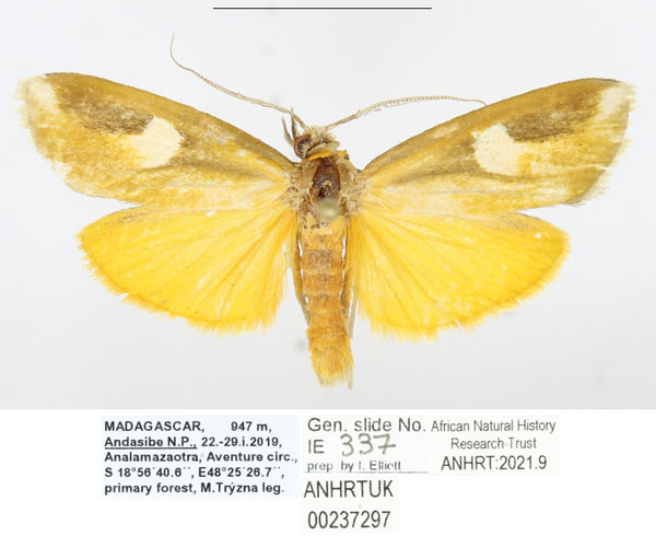/filer/webapps/moths/media/images/R/rogueti_Sindris_AM_ANHRTa.jpg