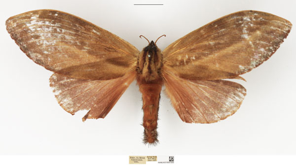 /filer/webapps/moths/media/images/R/rohdei_Cheligium_AF_NHMUK_01.jpg