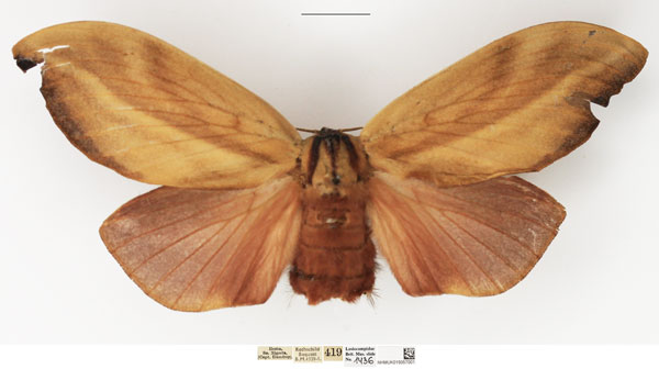 /filer/webapps/moths/media/images/R/rohdei_Cheligium_AF_NHMUK_02.jpg