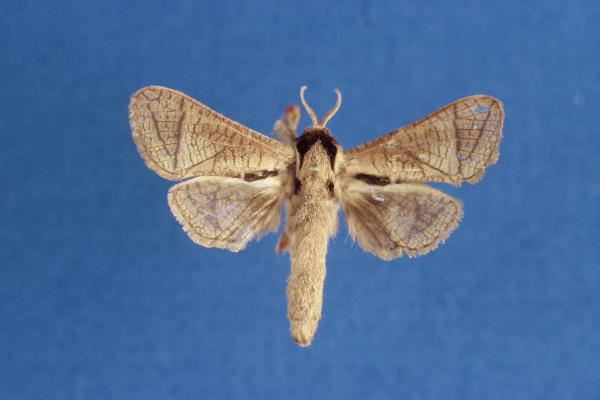 /filer/webapps/moths/media/images/R/rohdei_Haberlandia_HT_MWM.jpg