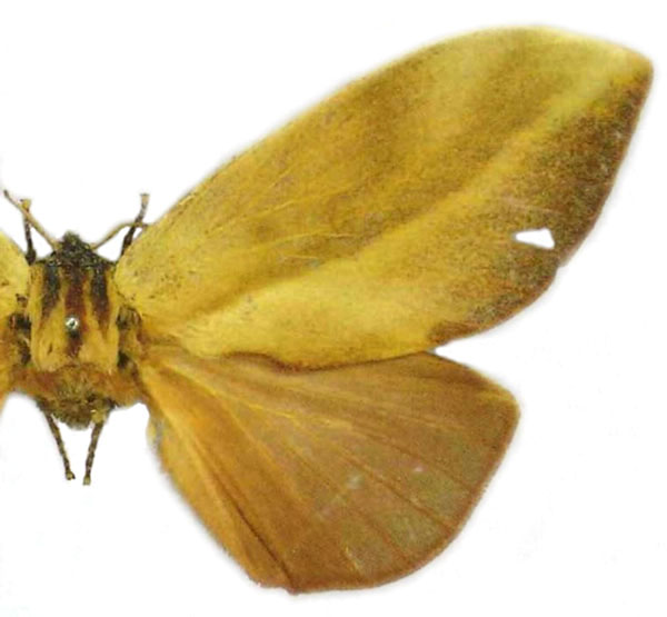 /filer/webapps/moths/media/images/R/rohdei_Pachypasa_HT_MfN.jpg