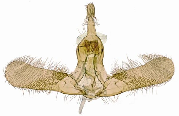 /filer/webapps/moths/media/images/R/romieuxi_Ubawamzuri_GMHT_MHNG_202402.jpg