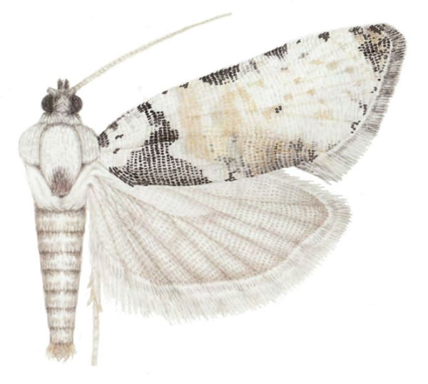 /filer/webapps/moths/media/images/R/romieuxi_Ubawamzuri_HT_MHNG.jpg