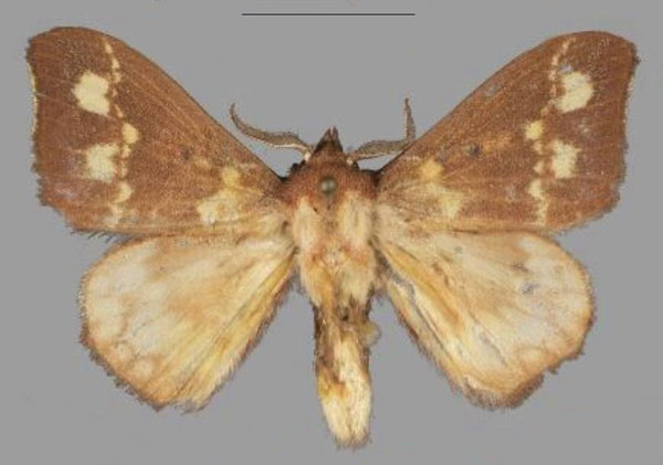 /filer/webapps/moths/media/images/R/romy_Hapsimachogonia_HT_Mueller.jpg