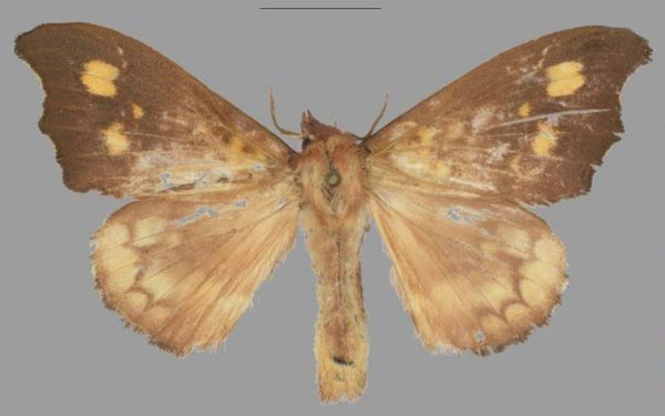 /filer/webapps/moths/media/images/R/romy_Hapsimachogonia_PTF_Mueller.jpg