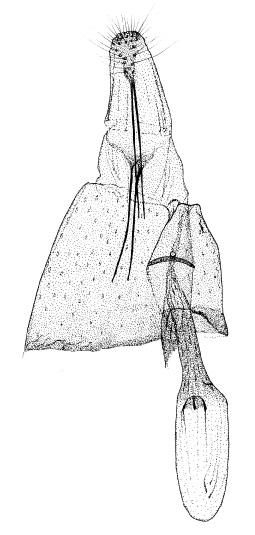 /filer/webapps/moths/media/images/R/rongensis_Phyllonorycter_GF_DePrins3494.jpg